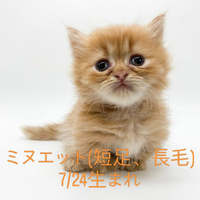 画像251