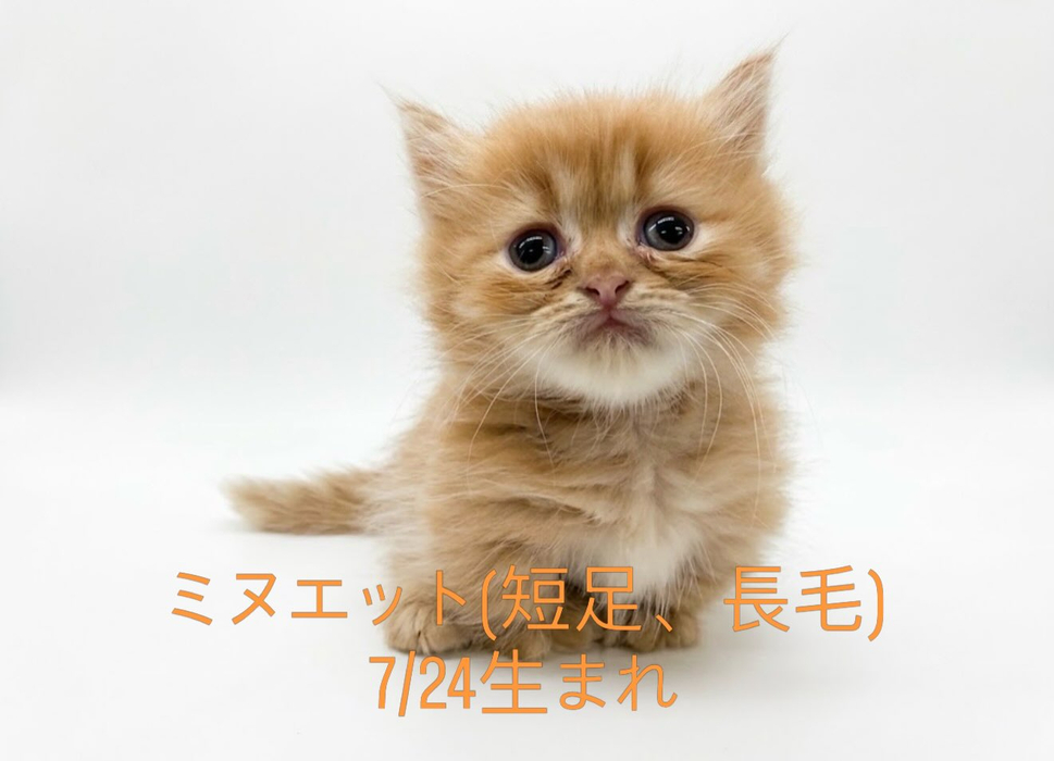 画像251