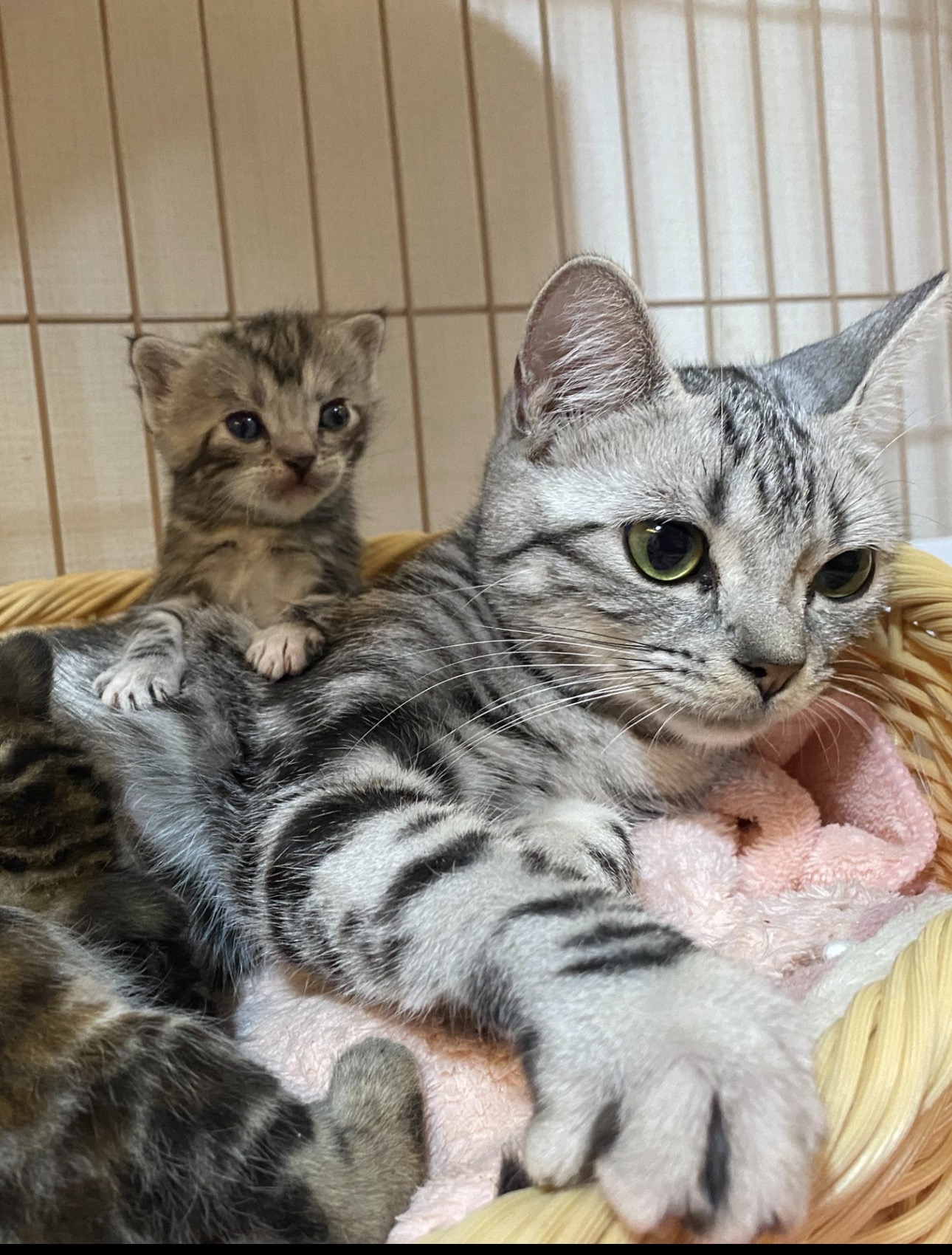 母猫と一緒に育てる環境が子猫の健やかな成長を支えています