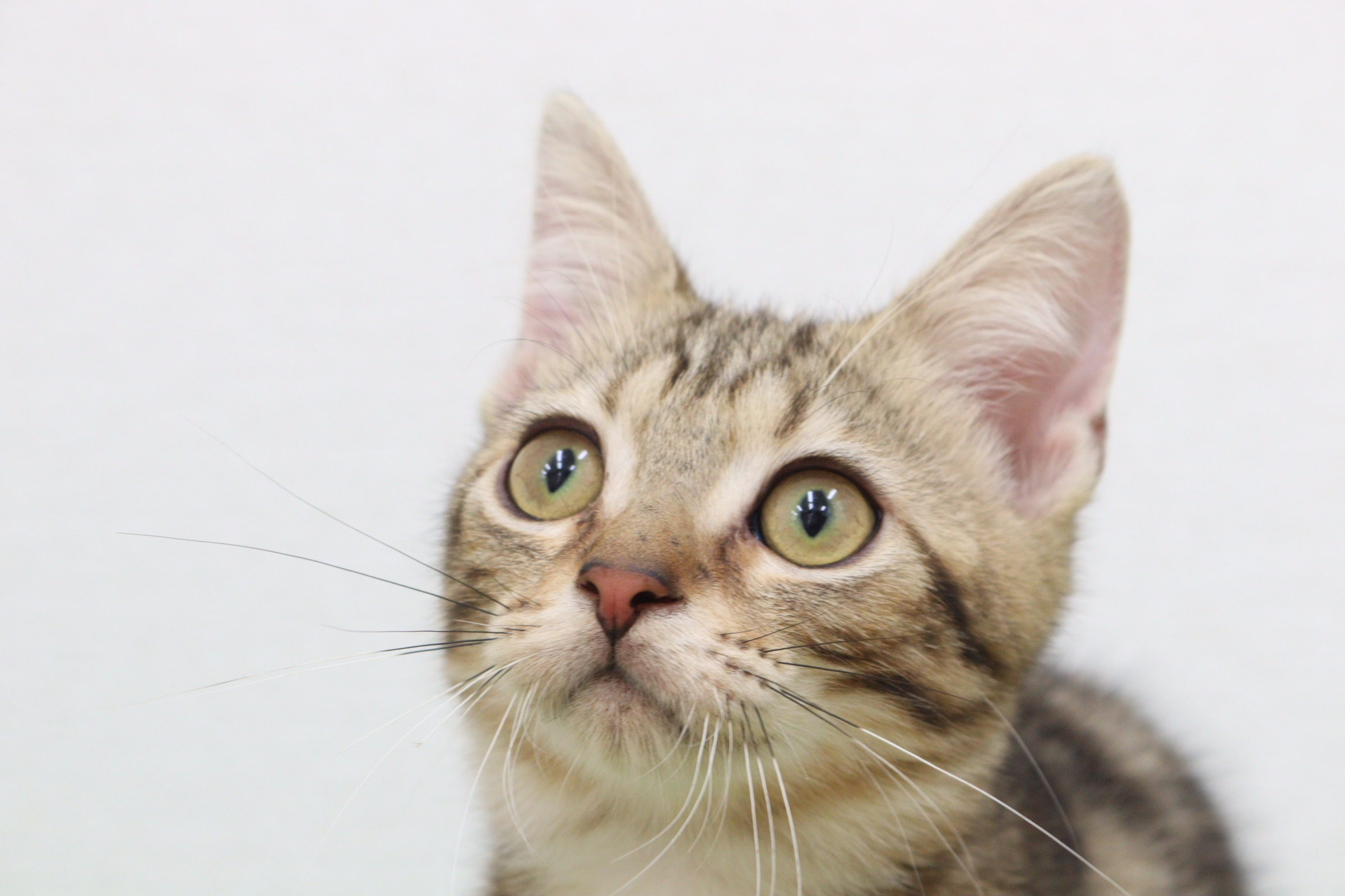 子猫との縁を大切にするため予約制のご見学をご案内しています