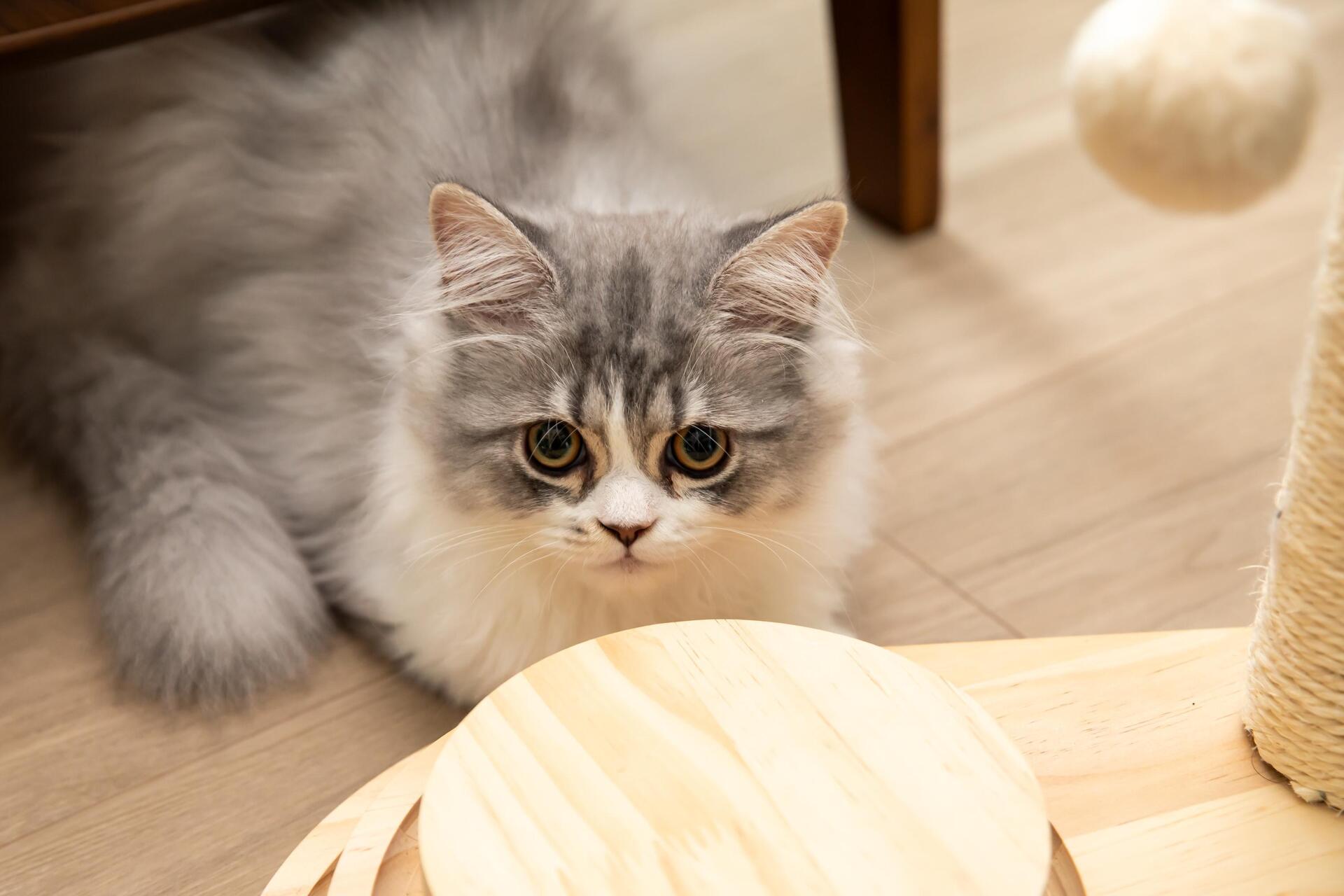 ミヌエットを見学 | 東京の猫ブリーダーなら猫ざんまい 蒲田本店