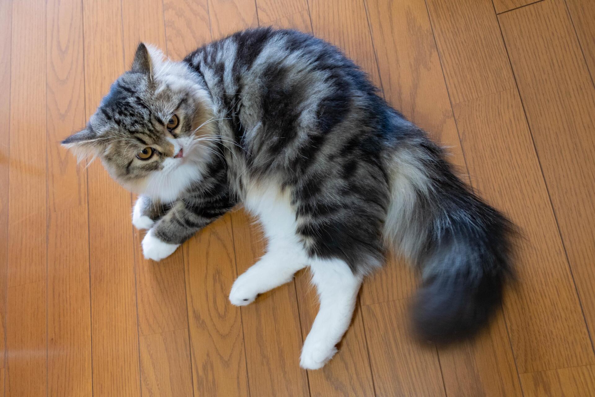 ミヌエットの飼養 | 東京の猫ブリーダーなら猫ざんまい 蒲田本店
