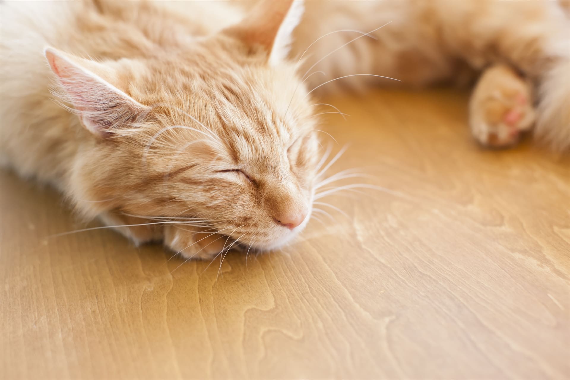 サイベリアンと暮らす | 東京の猫ブリーダーなら猫ざんまい 蒲田本店