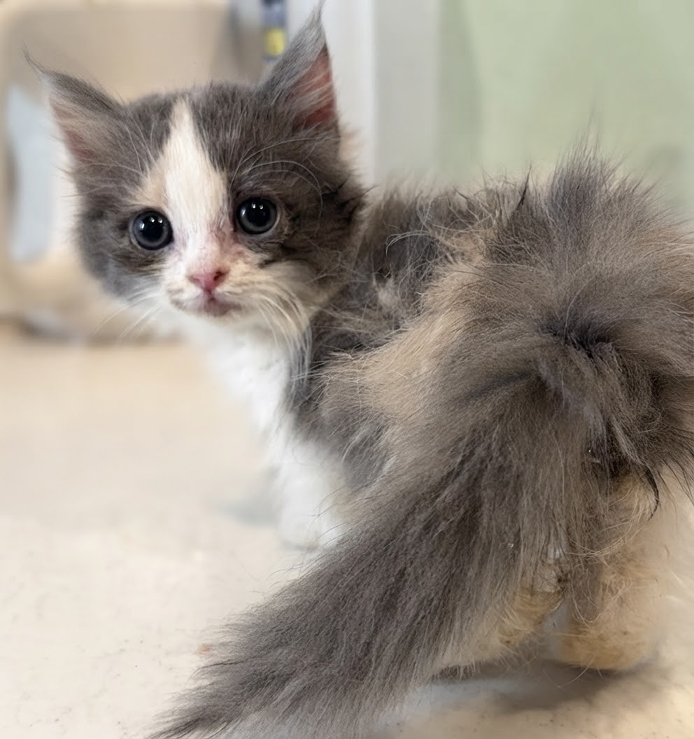 愛らしい短足ミヌエット子猫があなたを待っています！