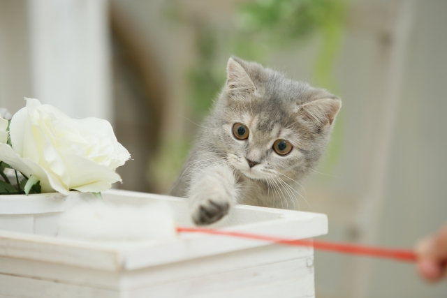 浦田で猫をお探しの方へ